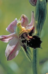 Bienen-Ragwurz (Ophrys apifera var. botteronii)