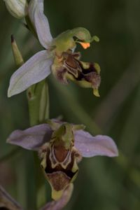 Bienen-Ragwurz (Ophrys apifera var. curviflora)