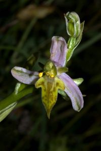 Bienen-Ragwurz (Ophrys apifera var. trollii)