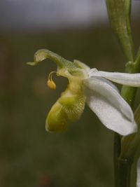 Bienen-Ragwurz (Ophrys apifera var.flavescens)