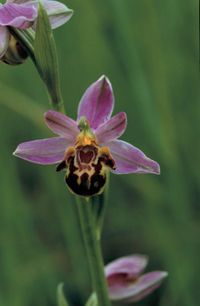 Bienen-Ragwurz (Ophrys apifera var.friburgensis)