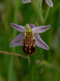 Bienen-Ragwurz (Ophrys apifera var.friburgensis)