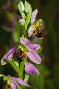 Bienen-Ragwurz (Ophrys apifera)