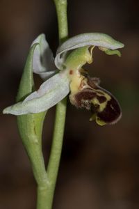 Bienen-Ragwurz (Ophrys apifera)