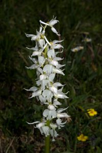 Pr&auml;chtiges Knabenkraut (Orchis mascula ssp. speciosa)
