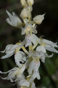 Pr&auml;chtiges Knabenkraut (Orchis mascula ssp. speciosa)