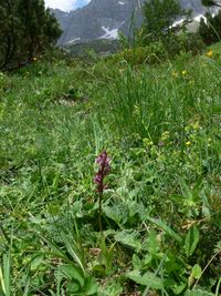 Spitzels Knabenkraut (Orchis spitzelii)