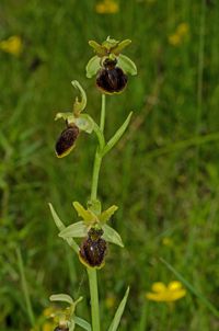 Spinnen-Ragwurz(Ophrys speghodes)