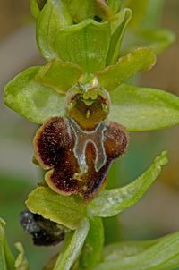 Spinnen-Ragwurz(Ophrys speghodes)