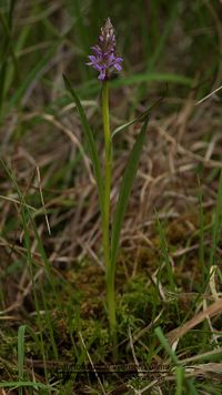 Wasgau-Knabenkraut (Dactylorhiza vosagiaca)
