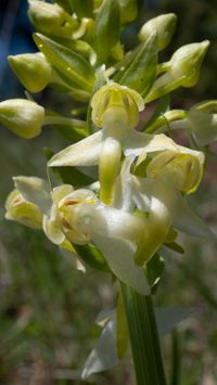 Gr&uuml;nliche Waldhyazinthe (Platanthera chlorantha)