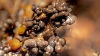 Fadenfruchtschleimpilz (Badhamia utricularis)