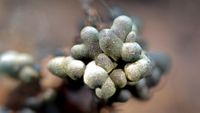Fadenfruchtschleimpilz (Badhamia utricularis)