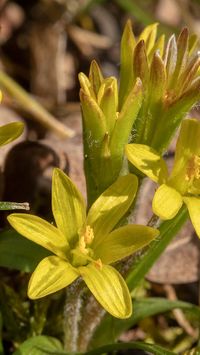 (Gagea bohemica ssp. saxatilis)