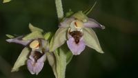 Epipactis helleborine subsp. minor 14.07.18 Iversheim-2