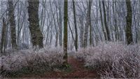 Geh&ouml;lz der Osterburg 19.01.25-3 Kopie