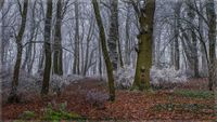 Geh&ouml;lz der Osterburg 19.01.25-4 Kopie