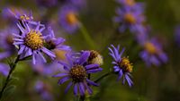 Berg-Aster (Aster amellus)