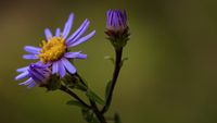 Berg-Aster (Aster amellus)