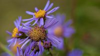 Berg-Aster (Aster amellus)