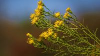 Gold-Aster (Galatella linosyris)