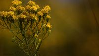 Gold-Aster (Galatella linosyris)