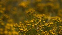 Gold-Aster (Galatella linosyris)