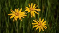 Arnika (Arnica montana)