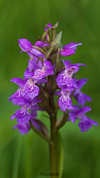 Breitbl&auml;ttriges Knabenkraut (Dactylorhiza majalis )