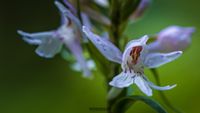 Fuchs&#039; Knabenkraut (Dactylorhiza fuchsii )