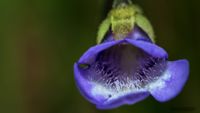 Gemeines Fettkraut (Pinguicula vulgaris)