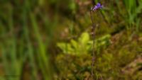 Gemeines Fettkraut (Pinguicula vulgaris)