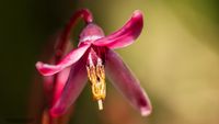 Gew&ouml;hnliche Moosbeere (Vaccinium oxycoccos)