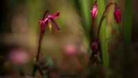 Gew&ouml;hnliche Moosbeere (Vaccinium oxycoccos)