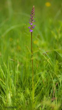 Sp&auml;te H&auml;ndelwurz (Gymnadenia conopsea ssp. serotina)