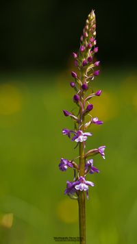 Sp&auml;te H&auml;ndelwurz (Gymnadenia conopsea ssp. serotina)