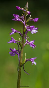 Sp&auml;te H&auml;ndelwurz (Gymnadenia conopsea ssp. serotina)