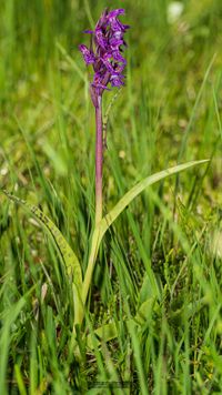 Lappl&auml;ndisches Knabenkraut ( Dactylorhiza lapponica)