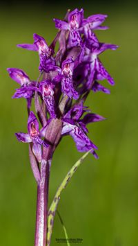 Lappl&auml;ndisches Knabenkraut ( Dactylorhiza lapponica)