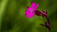 Rote Lichtnelke (Silene dioica)