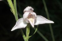 Rotes Waldv&ouml;glein (Cephalanthera rubra)