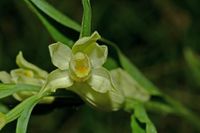 gelbliches Wei&szlig;es Waldv&ouml;glein (Cephalanthera damasonium)