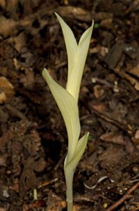 Wei&szlig;es Waldv&ouml;glein (Cephalanthera damasonium) chlorotisches Exemplar