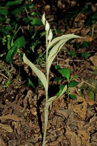 Wei&szlig;es Waldv&ouml;glein (Cephalanthera damasonium)chlorotisches Exemplar