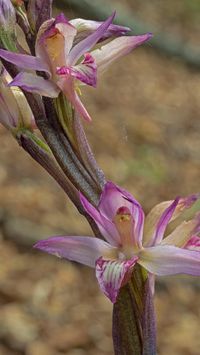 Violetter Dingel (Limodorum abortivum)