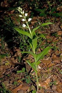 Cephalanthera damasonium x C.longifolia
