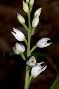 Cephalanthera damasonium x C.longifolia