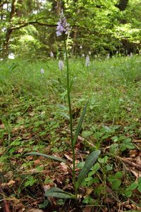 Dactylorhiza majalis x D. maculata