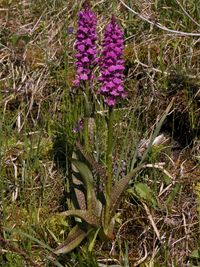 Dactylorhiza majalis x D.cruenta ( D.samnauensis)