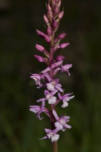 Gymnadenia conopsea x G.odoratissima